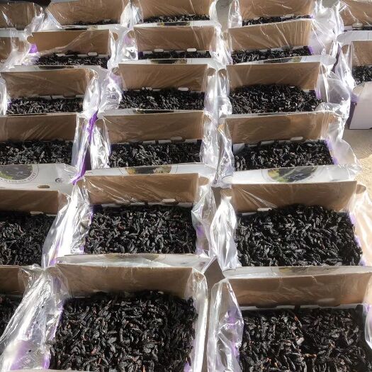 蓝宝葡萄 蓝宝石葡萄，葡萄干，种植面积900亩