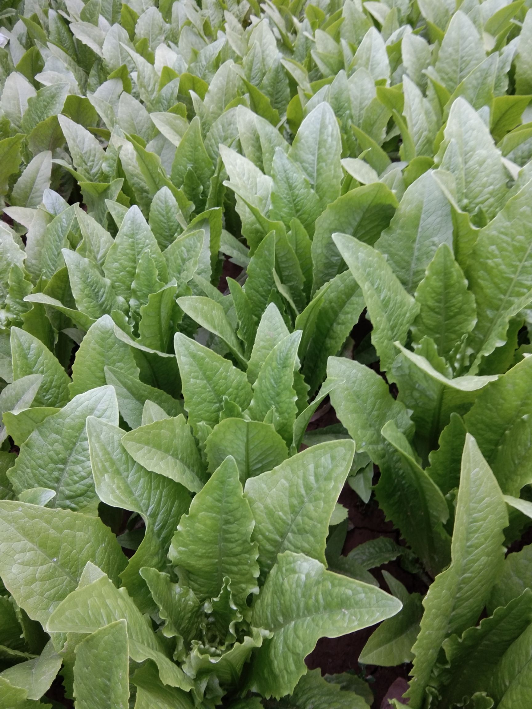 美冠油麦菜  精品油麦菜，质量杠杠的，价格还实惠，