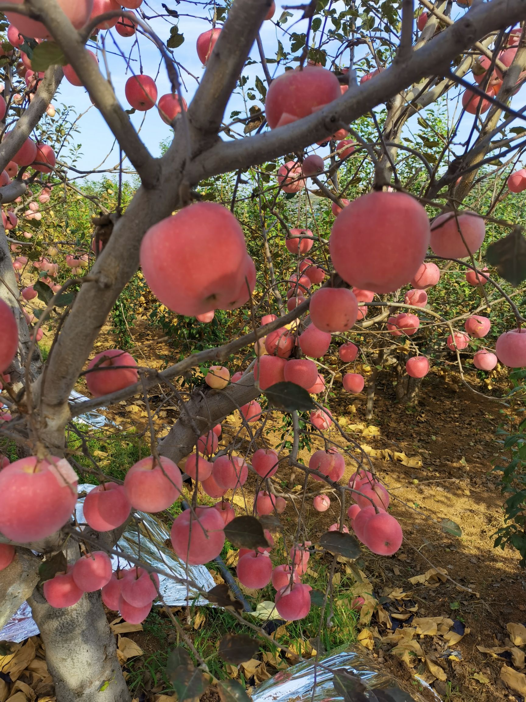 大量供应辽南地区红富士苹果