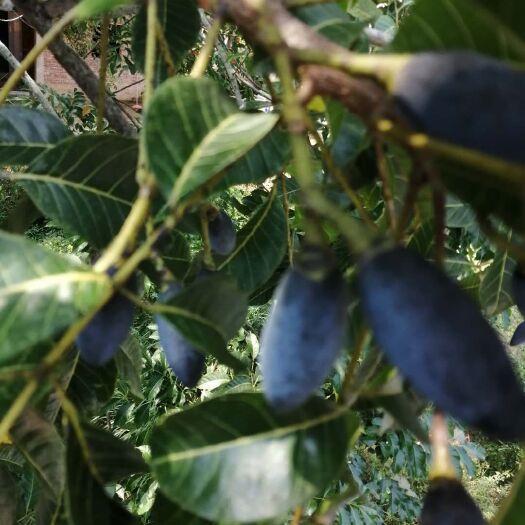 揭西县黑榄 农家高山无污染乌橄榄大量出售中……………