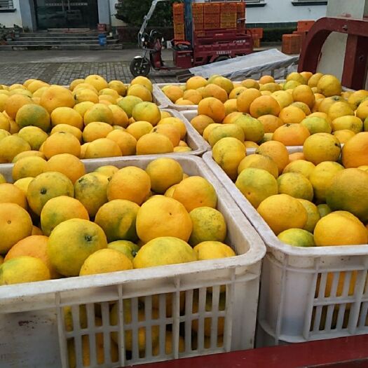 宜都市宜昌蜜桔  湖北宜都蜜桔大量供货中