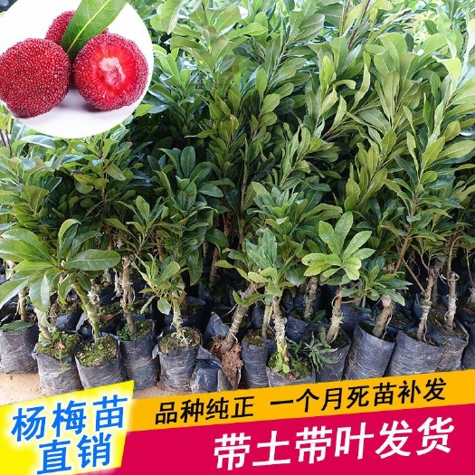 灵山县杨梅树 杨梅嫁接苗正宗东魁杨梅黑炭杨梅红梅杨梅广西带杯发货四季种植
