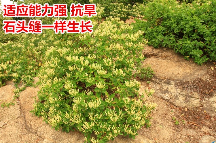 北花一号金银花苗 金银花苗北花一号，四季金银花，懒汉金银花金银花树苗，基地批发