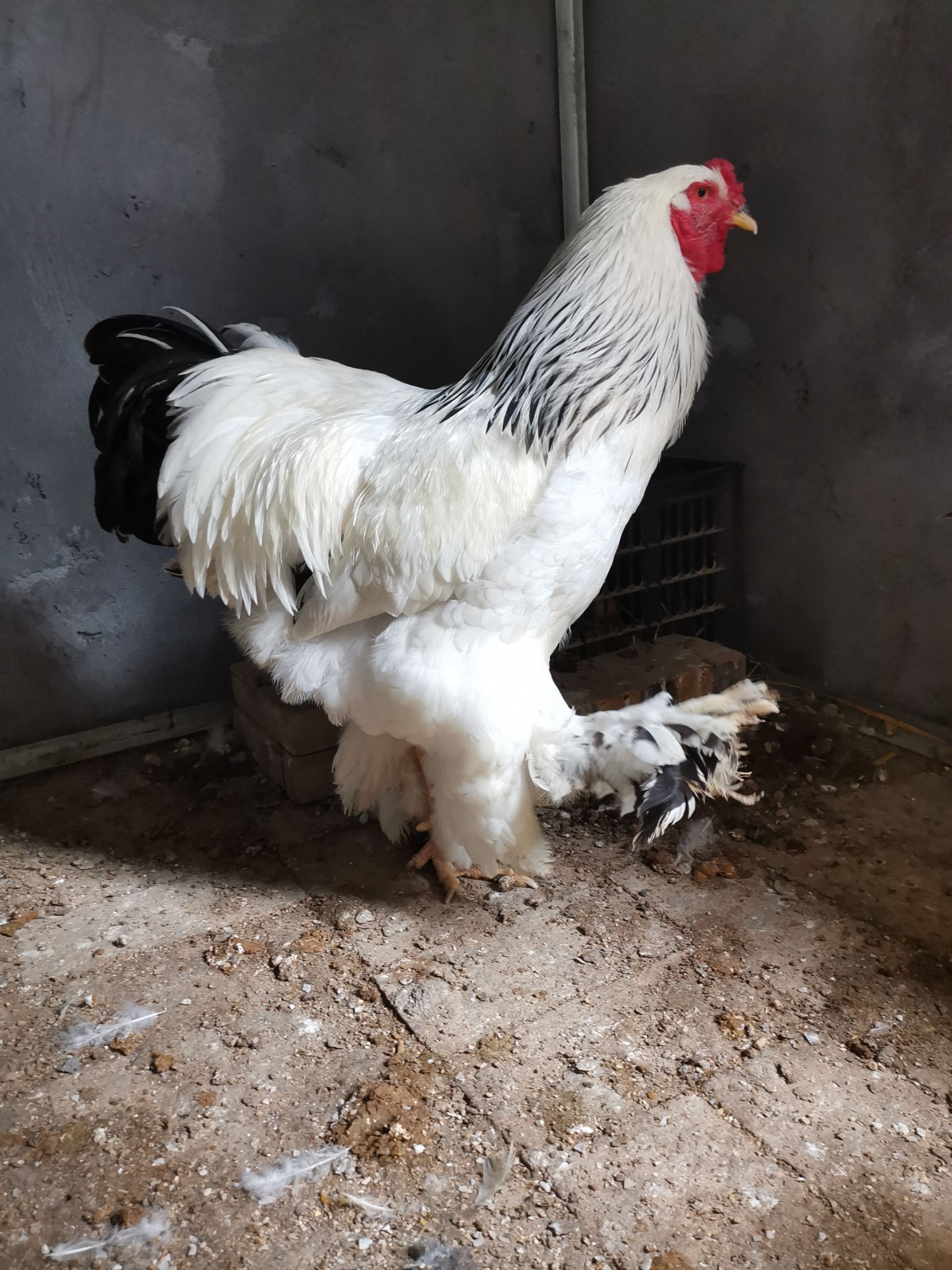 婆罗门鸡种蛋  婆罗门观赏鸡梵天鸡种蛋大型观赏鸡婆罗门种蛋梵天鸡种蛋