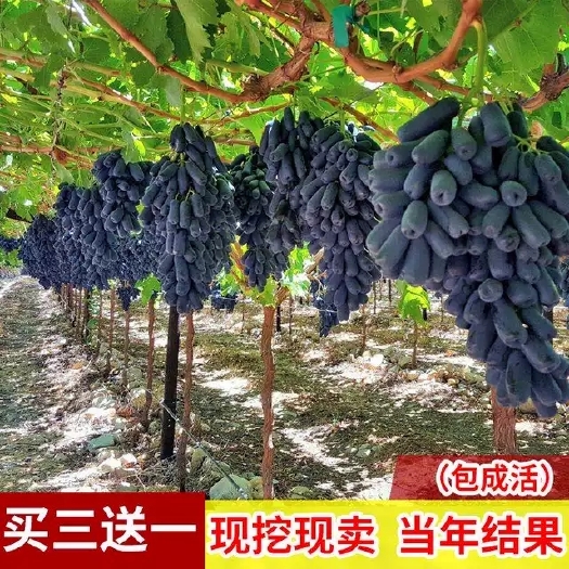 平邑县蓝宝石葡萄苗  甜蜜无籽蓝宝石，基地直销，现挖现发