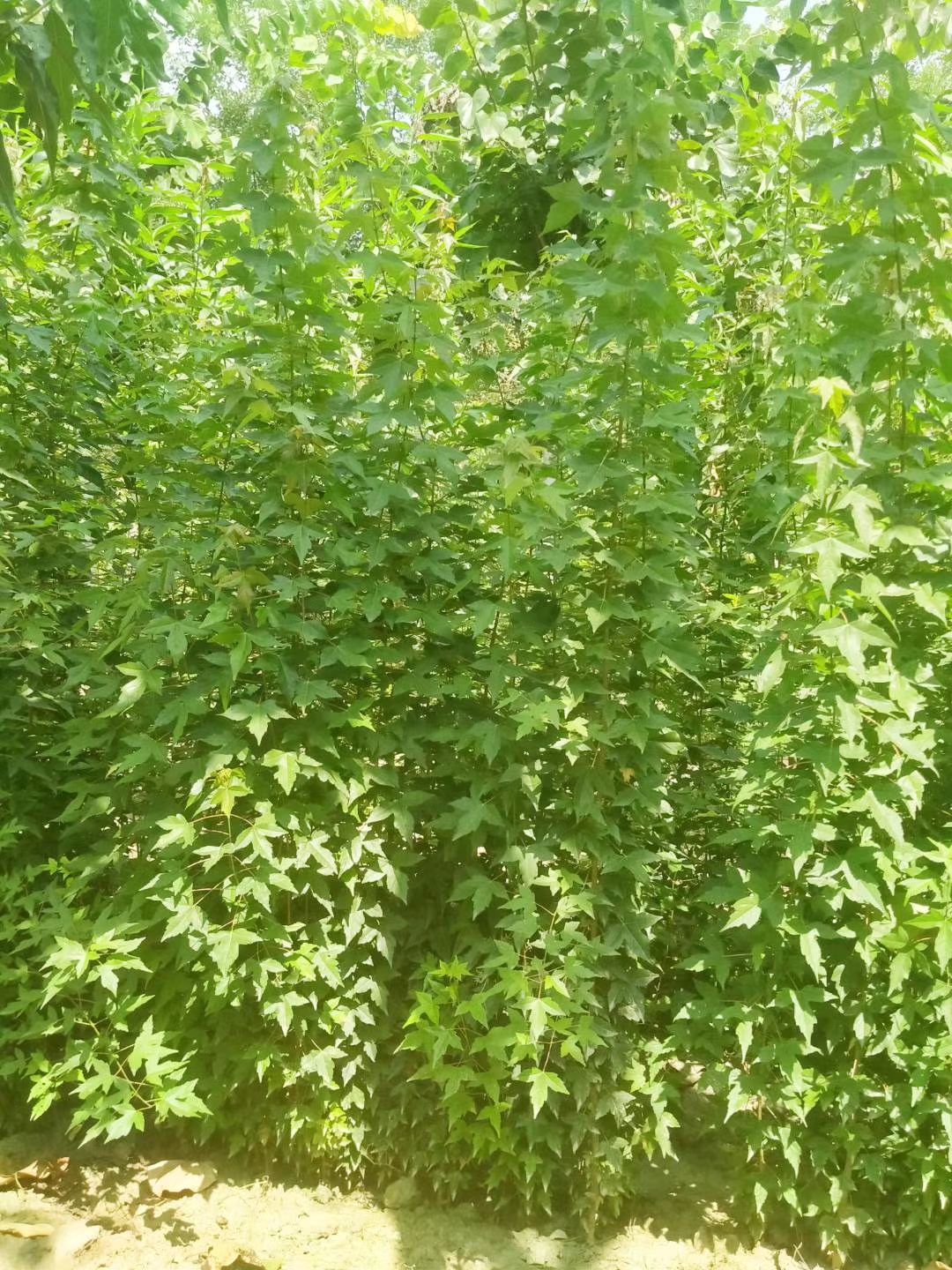 丛生紫薇 三角枫茶条槭各种紫槿小苗，红叶碧桃，红叶榆叶梅，各种紫薇