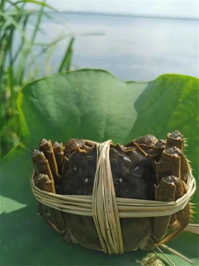 五河镇大闸蟹  五河县大闸蟹膏多蟹黄肉多