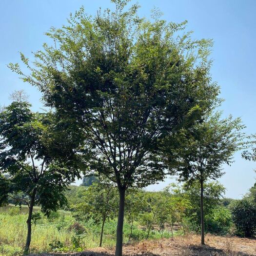 句容市红榉  15－25榉树大量供应，价格实惠