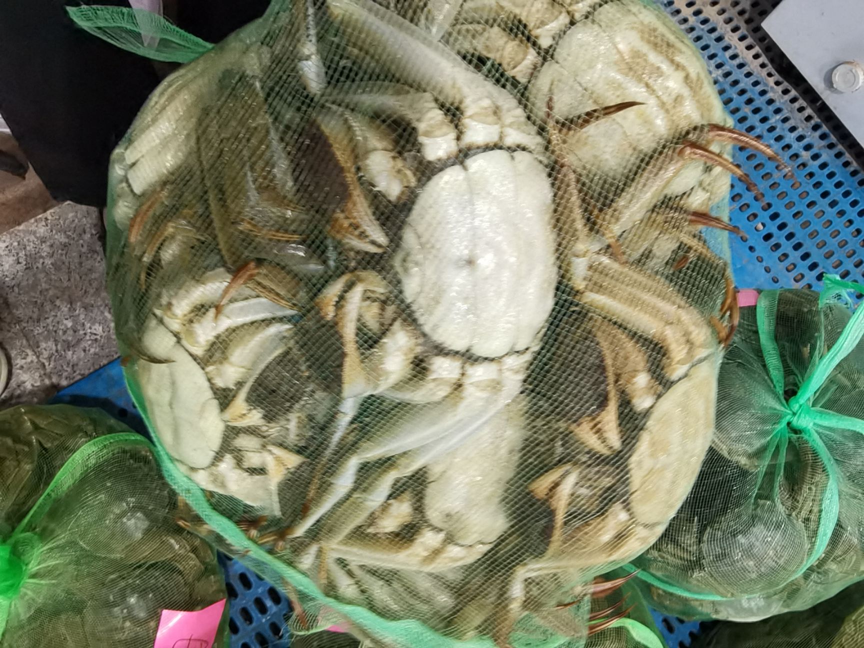 泰兴大闸蟹 兴化红膏蟹，蟹塘直发