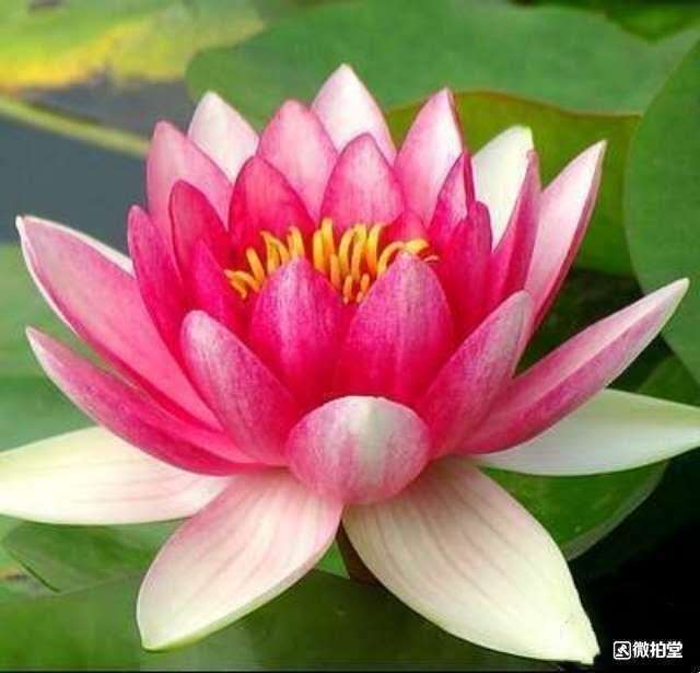 睡莲球根有白色、黄、红色现货