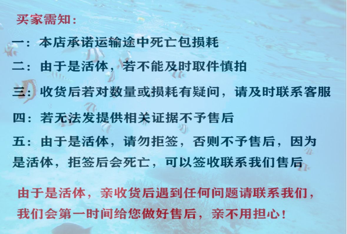 鲳鱼鱼苗 昌鱼苗 白鲳鱼苗 红鲳鱼苗 淡水白鲳鱼苗