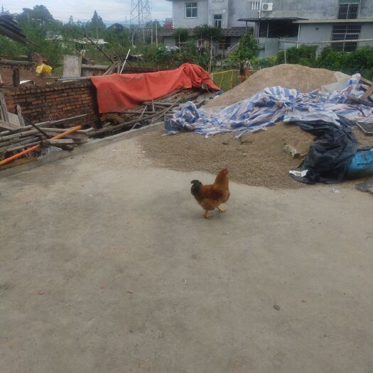 连城县草鸡 正宗无饲料天然绿色散养家鸡