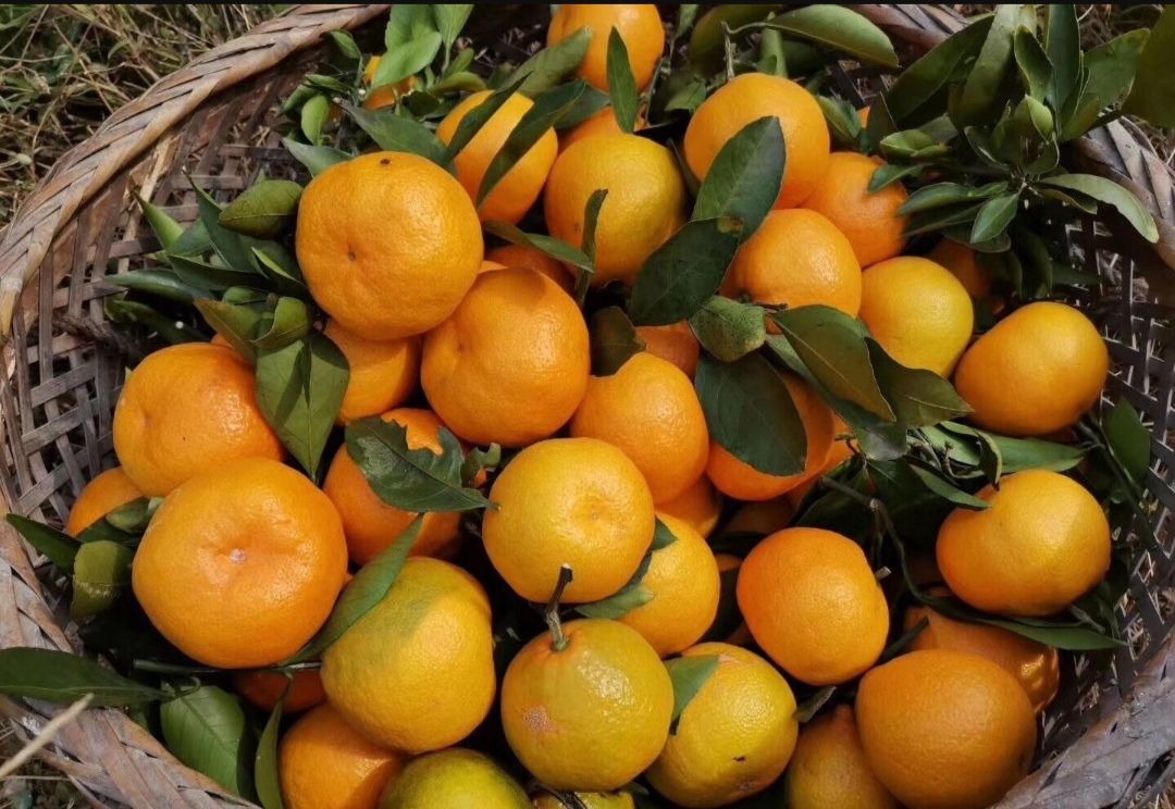 石门蜜橘