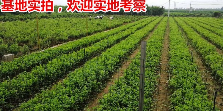 北花一号金银花苗 金银花苗北花一号，四季金银花，懒汉金银花金银花树苗，基地批发