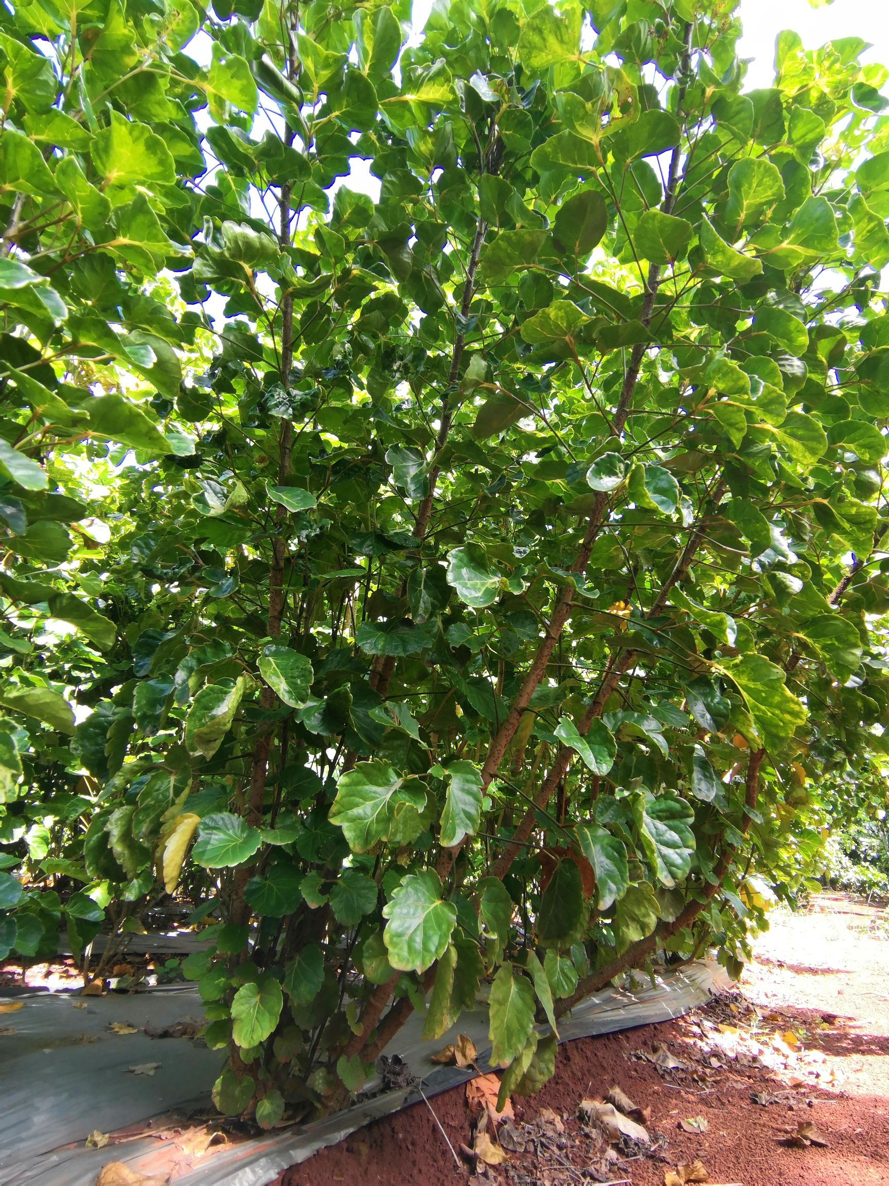 辫子发财树 发财树、钱多多批发 价格实惠