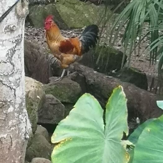广汉市 土鸡