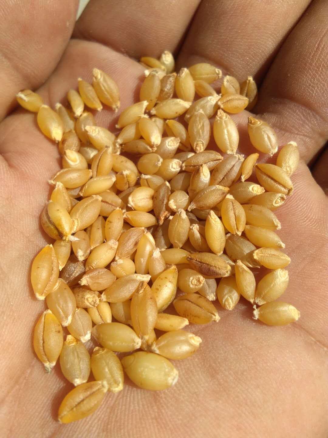 玛多县青稞种子 青稞