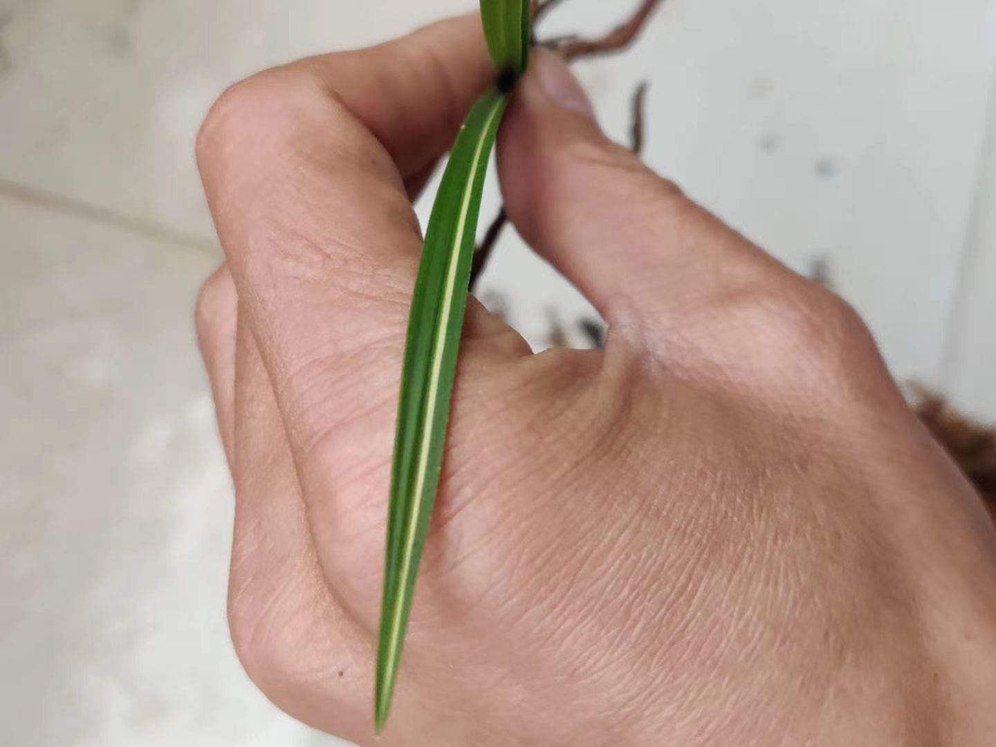 兰花 春兰惠兰，喜欢的联系