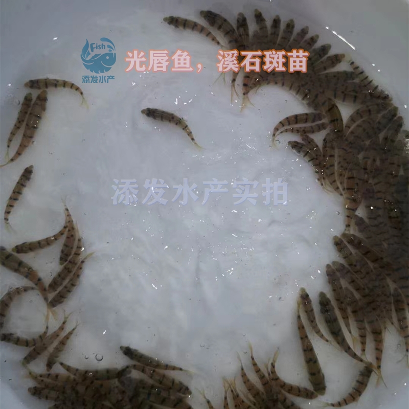 淡水石斑鱼苗  广东鱼苗场直销光唇鱼苗 溪石斑鱼苗，质量保证，价格优惠