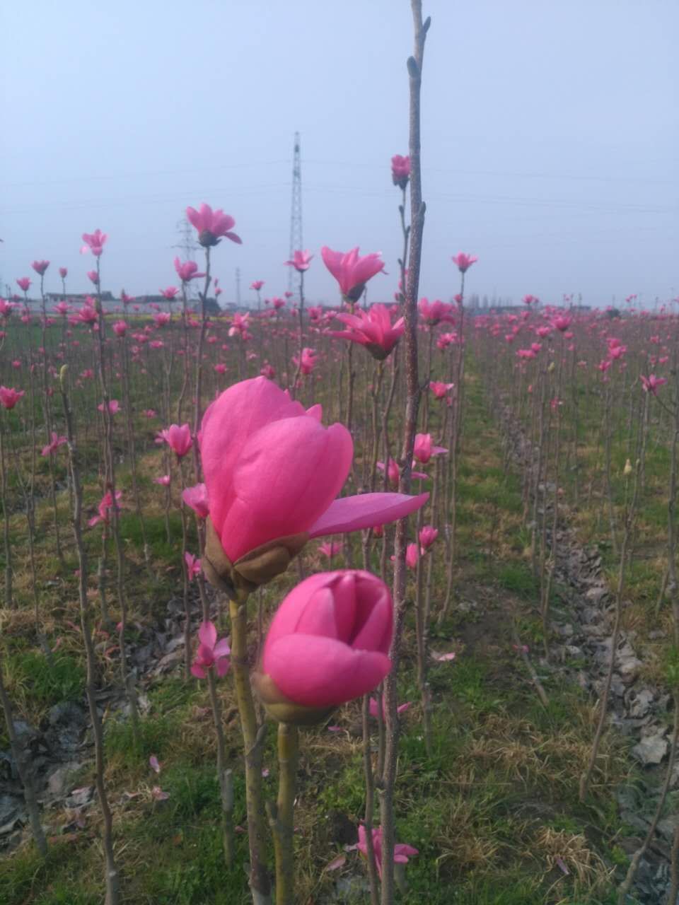 娇红一号红花玉兰  娇红一号玉兰