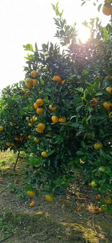 新余蜜桔  新余蜜橘