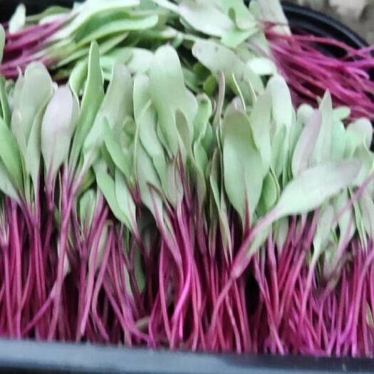 喀喇沁旗三色堇，酸膜叶，石竹花，火红苗，甜菜苗，玉米苗，等各种特菜。