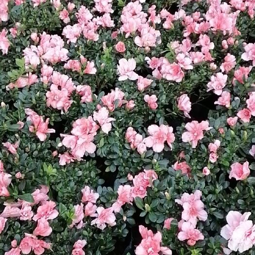 淄博四季杜鹃  杜鹃花盆栽花卉四季花基地包邮