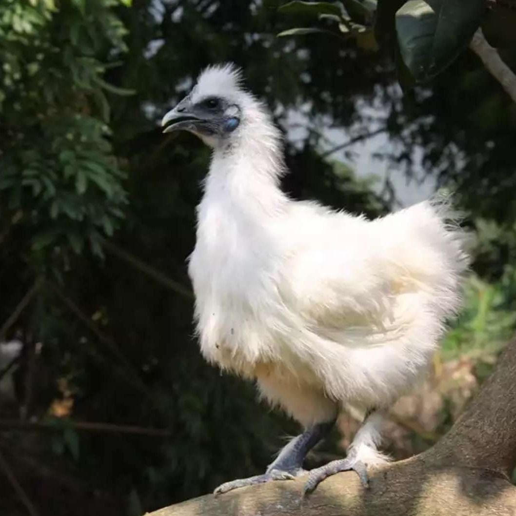 白凤乌鸡  乌鸡月子鸡老母鸡白凤乌骨鸡黑鸡竹丝鸡整只现杀 包邮