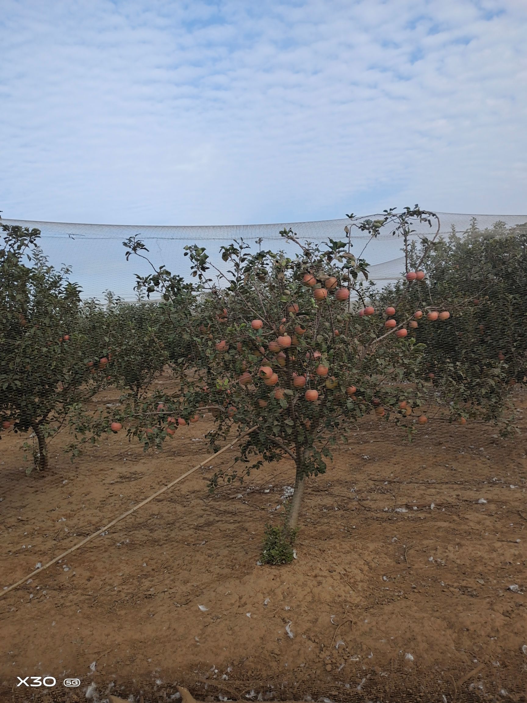 红富士苹果 自己种的苹果，