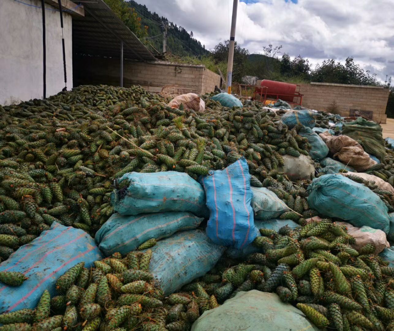 野生松子  云南松子，高海拔生长，天然无污染