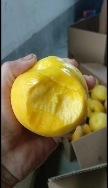 平邑县黄菊油桃树苗，当年见果，带花芽，结果见证一切