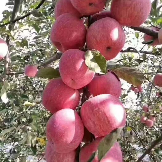 白水县富平苹果  陕西白水红富士
