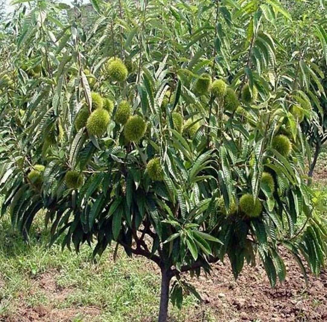 临沂板栗 农场自贡