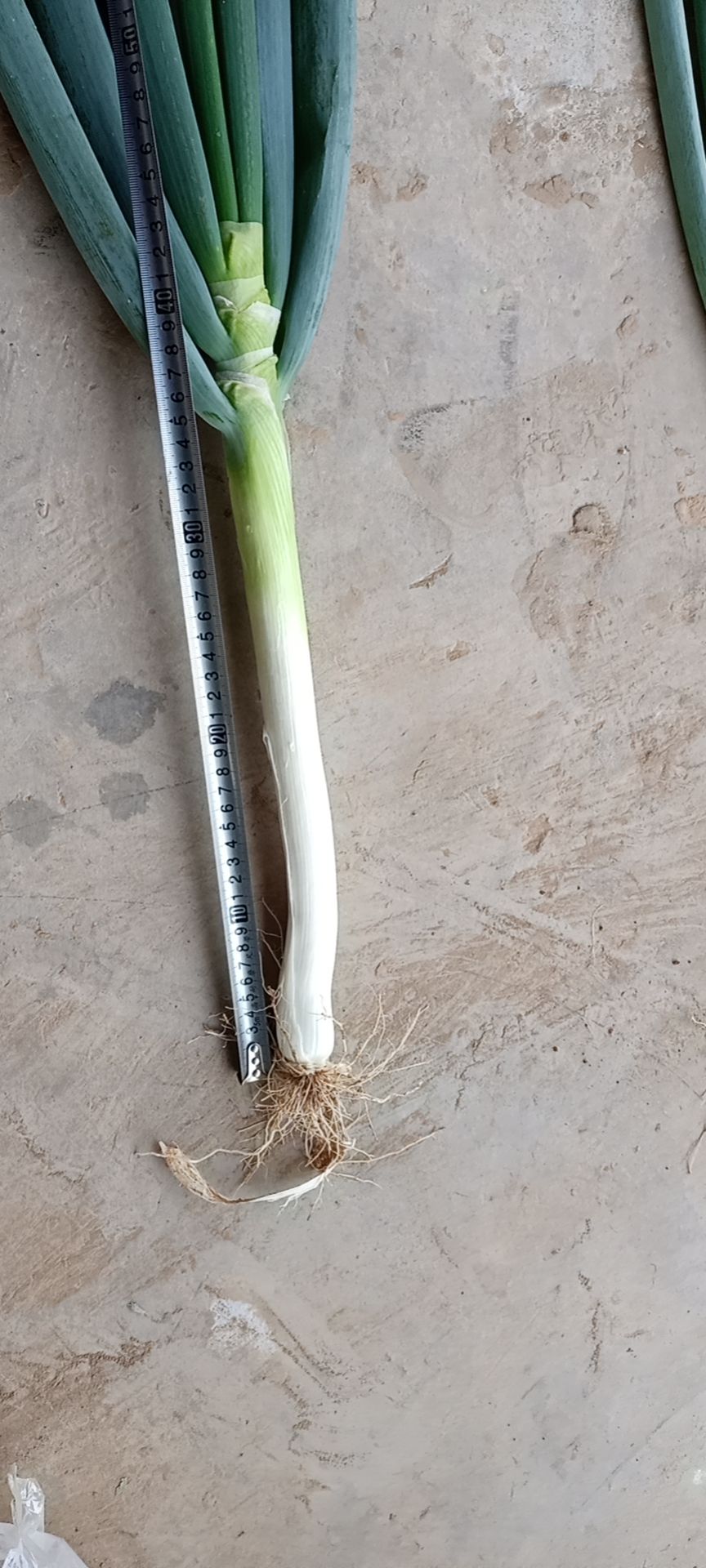 长白大葱  高长白，粗细各种规格皆有