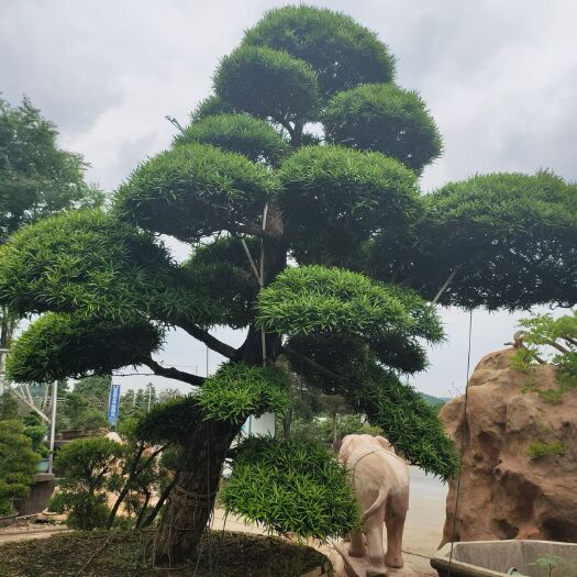株洲 普通罗汉松 造型罗汉松 精品罗汉松