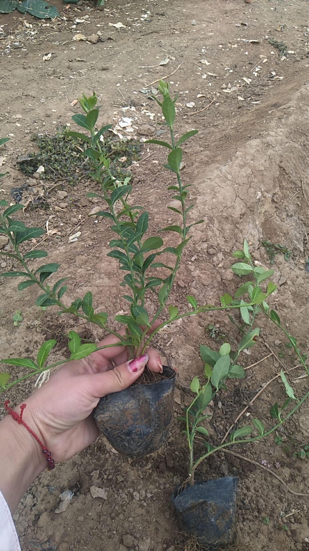 小叶扶芳藤，小叶爬行扶芳藤，小叶爬行卫矛，