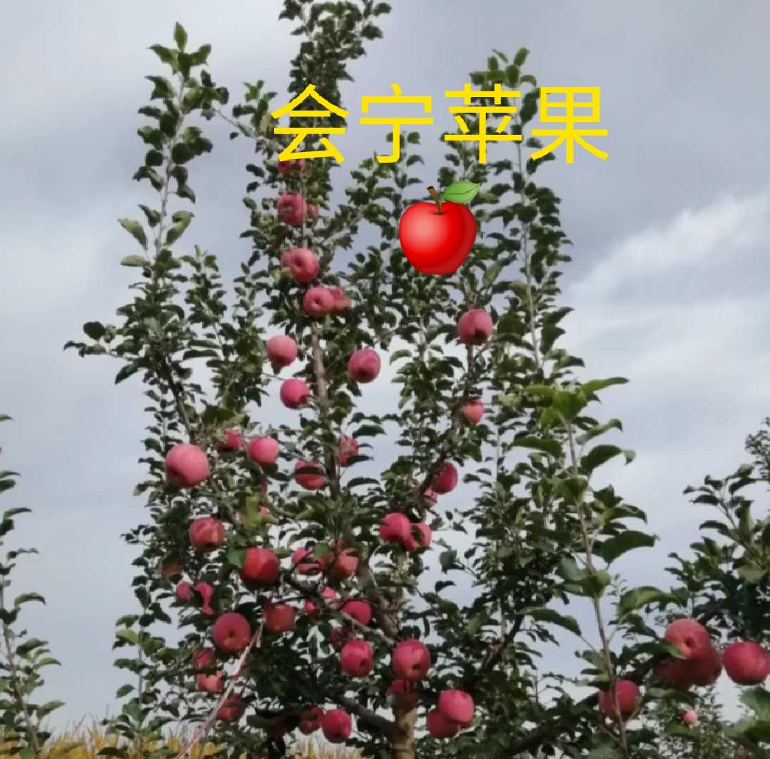 红富士苹果  会宁关川禾精品红富士