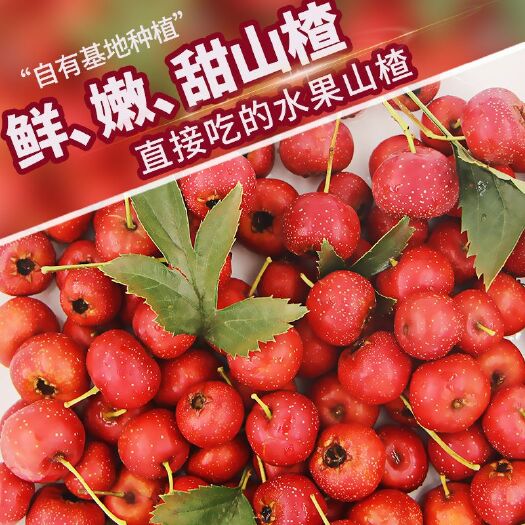 济南开胃水果山楂  甜红子山楂 新鲜山楂水果现摘甜红子