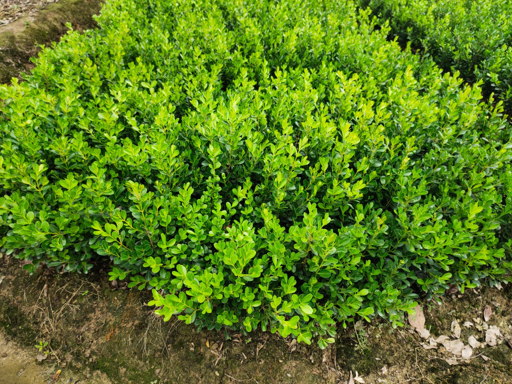 大叶黄杨 瓜子黄杨 金边黄杨 庭院绿篱树苗