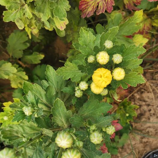 武邑县黄金菊  金丝皇菊