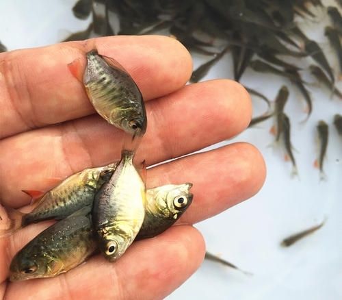 鲳鱼鱼苗 昌鱼苗 白鲳鱼苗 红鲳鱼苗 淡水白鲳鱼苗