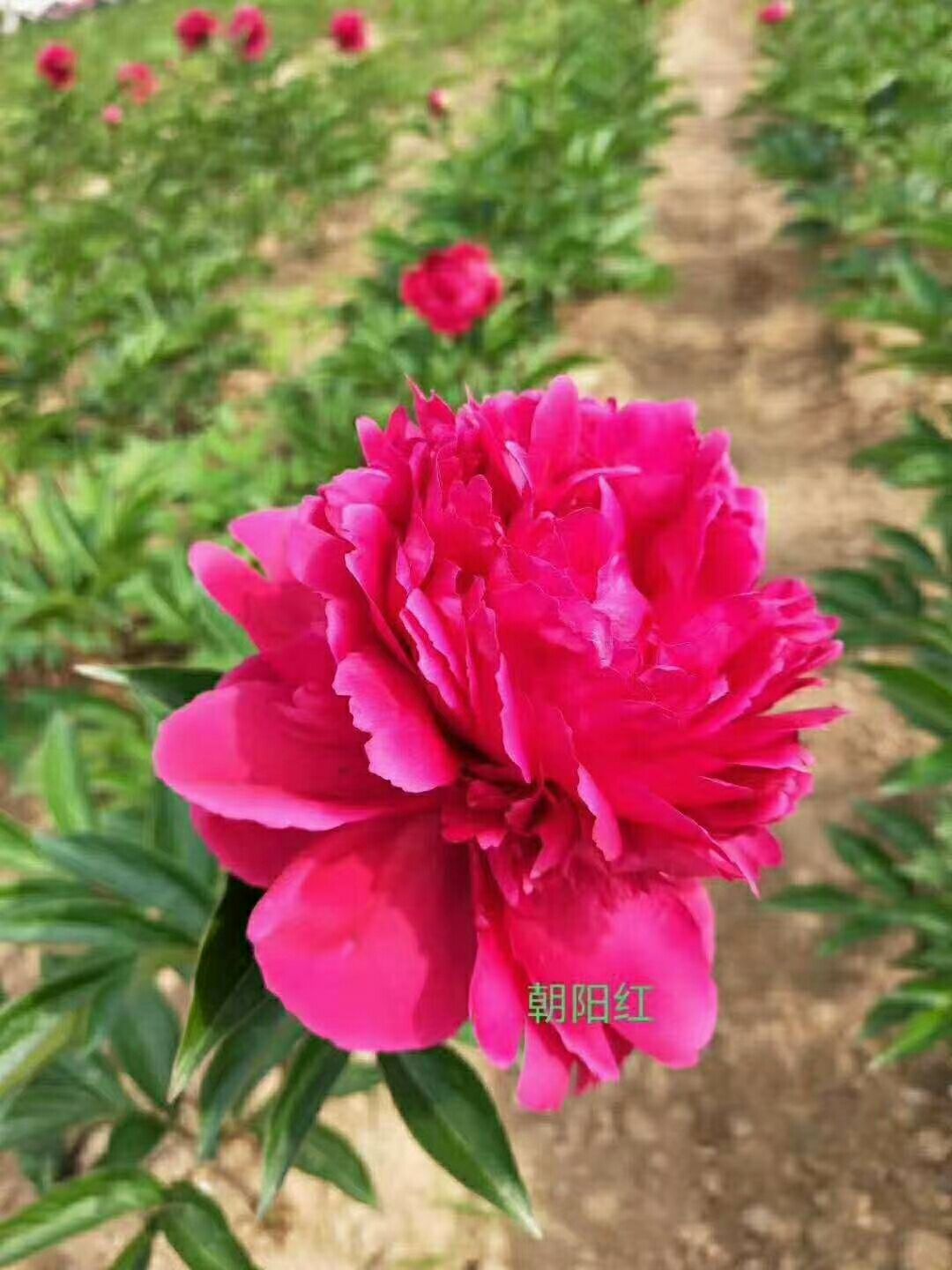 多花芍藥觀賞芍藥庭院綠植重瓣芍藥多層芍藥