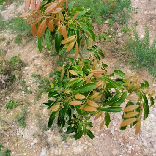 容县桂味荔枝苗 圈枝桂味2到3公分  量大从优 杯苗  刚剪下的都有