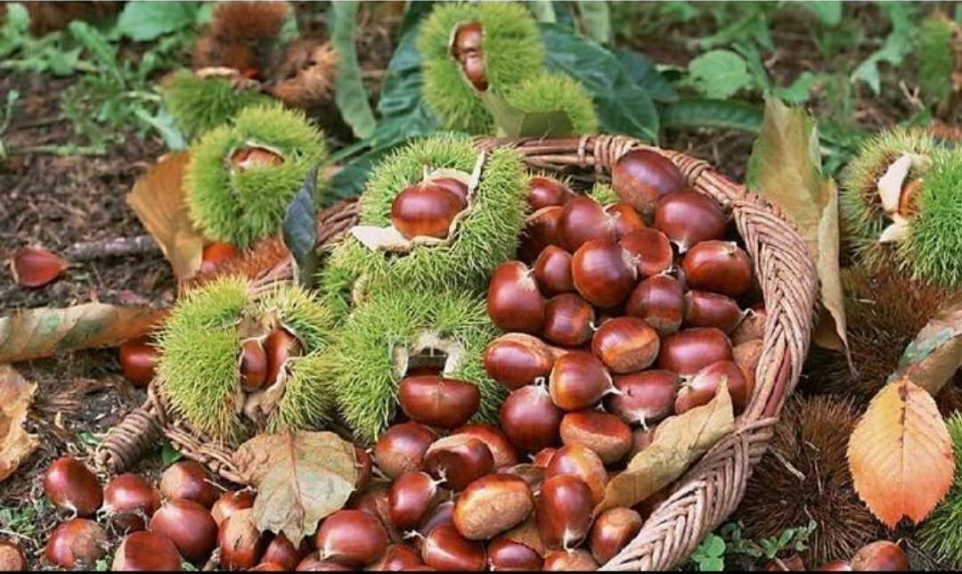 临沂板栗 农场自贡