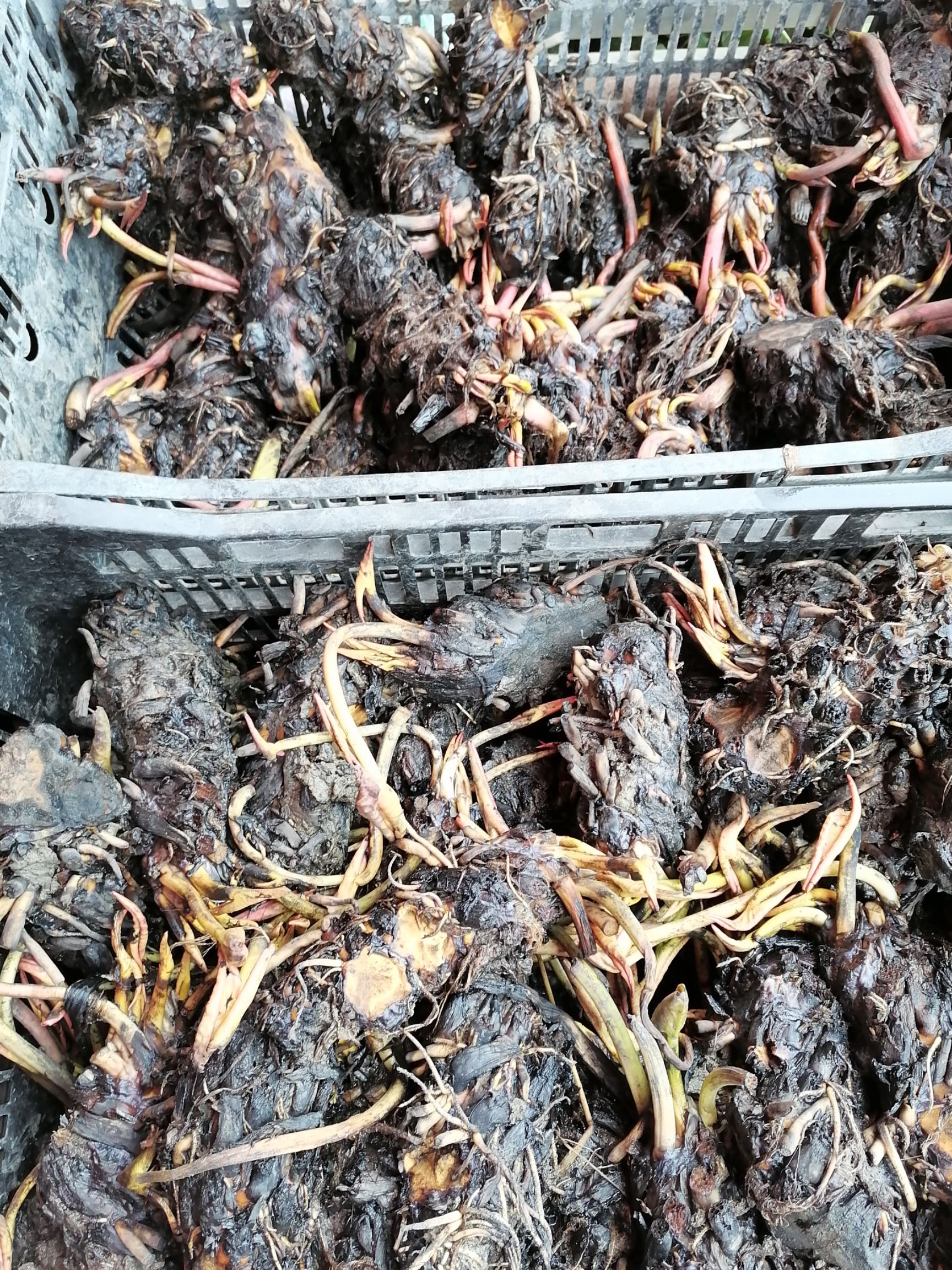 睡莲球根有白色、黄、红色现货