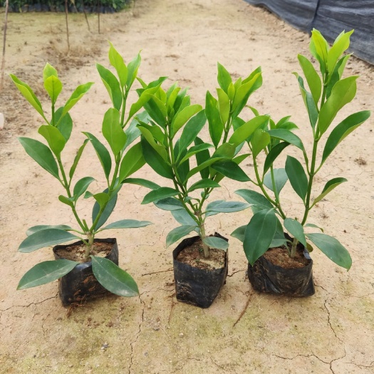 非洲茉莉  小苗 大杯 球都有货需要联系