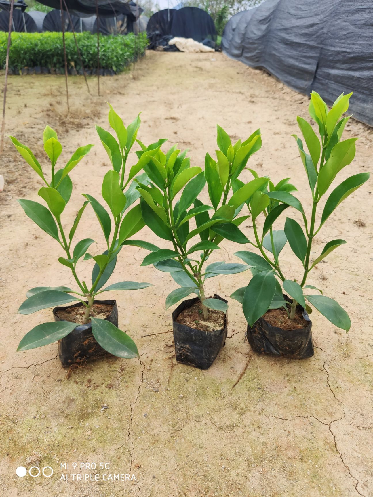 非洲茉莉  小苗 大杯 球都有货需要联系