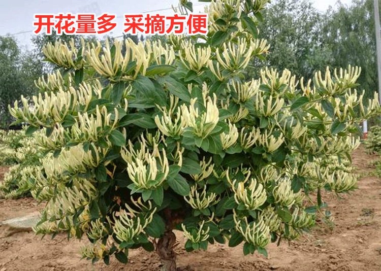 北花一号金银花苗 金银花苗北花一号，四季金银花，懒汉金银花金银花树苗，基地批发