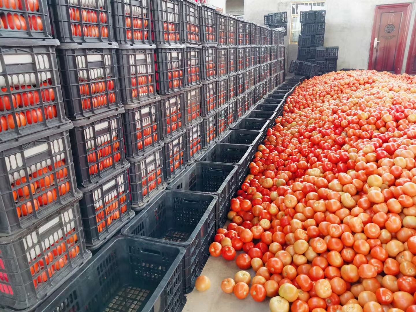 大红硬果  露天西红柿大量出货确保产地直发支持一件代发