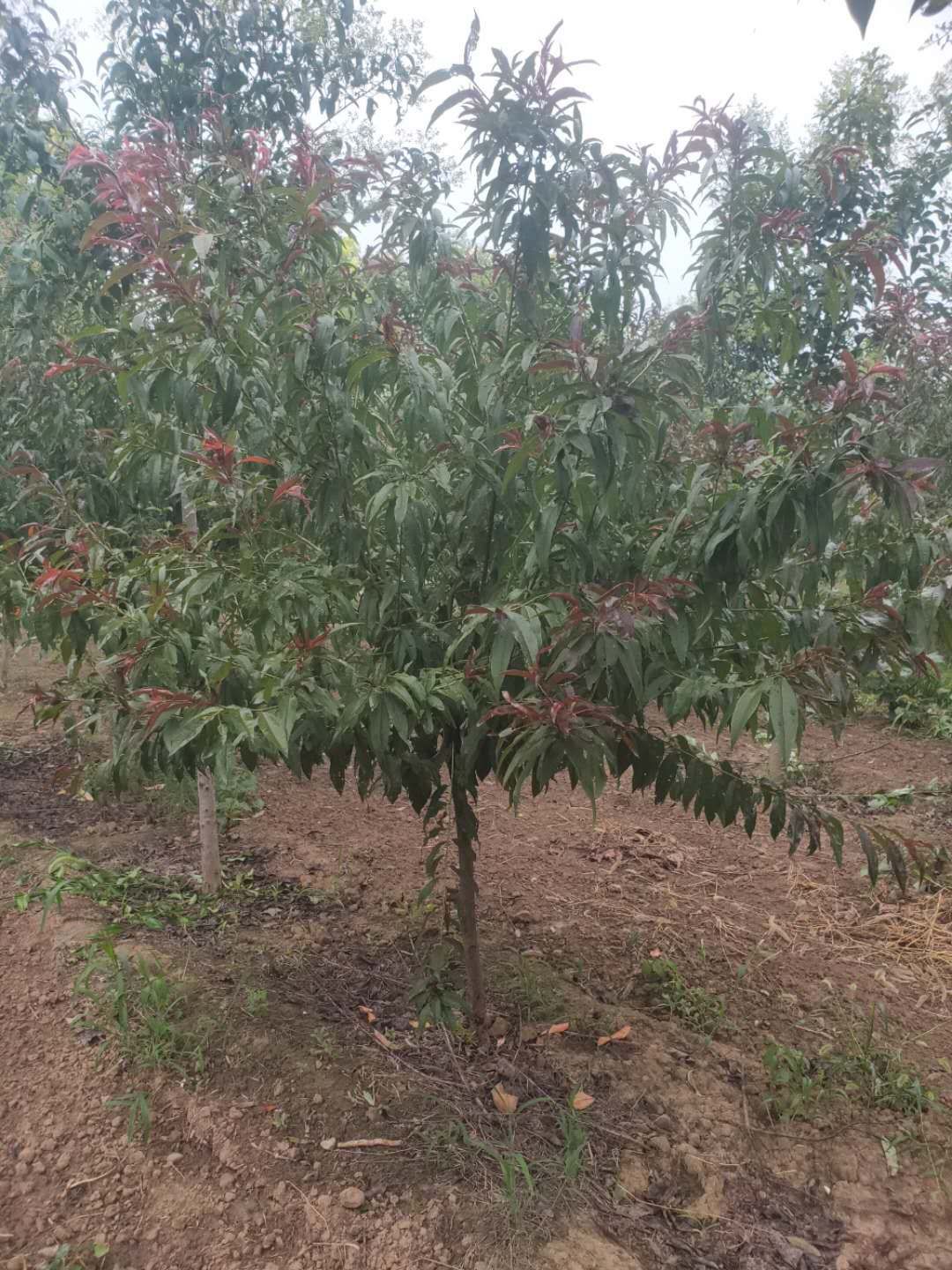 丛生紫薇 三角枫茶条槭各种紫槿小苗，红叶碧桃，红叶榆叶梅，各种紫薇